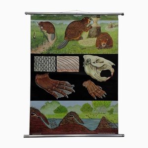 Vintage Beavers Life Anatomy Poster Rollable Wall Chart by Jung Koch Quentell