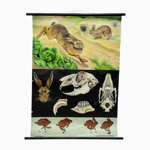 Brown Hare Common Rabbit Lehrtafel von Jung Koch Quentell