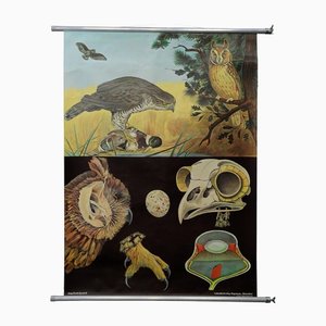 Goshawk Bussard Waldohreule Rollable Wall Chart Poster von Jung Koch Quentell