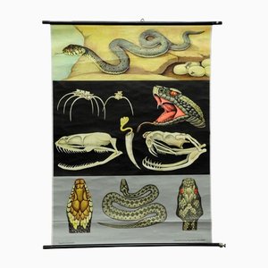 Vintage Reptiles Grass Snake Adder Picture Poster Wall Chart by Jung Koch Quentell