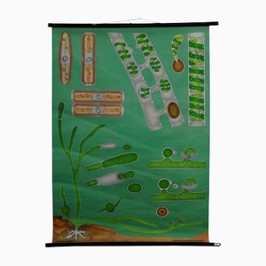 Quentell Freshwater Algae Plants Maritime Decoration by Pull-Down Wall Chart