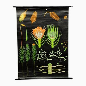 Poster da parete vintage Country Style Hair Moss di Jung Koch Quentell