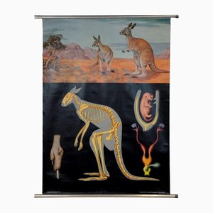 Vintage Kangaroo Australian Landscape Pull Down Wall Chart by Jung Koch Quentell
