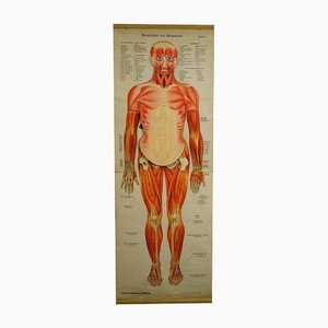 Tableau Mural Anatomique Pliable de la Musculature Humaine Antique