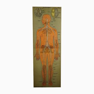 Antique German Human Nervous System Anatomical Wall Chart, 1900s