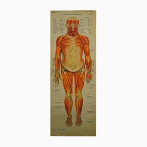 Tableau Mural Anatomique Pliable de la Musculature Humaine