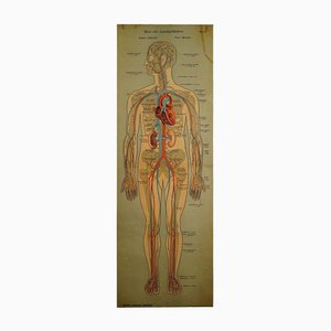 Tableau Mural Anatomique des Vaisseaux Lymphatiques et Sanguins Humains