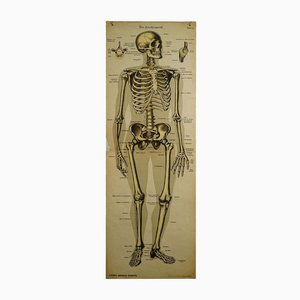 Grafico da parete anatomico di scheletro umano antico