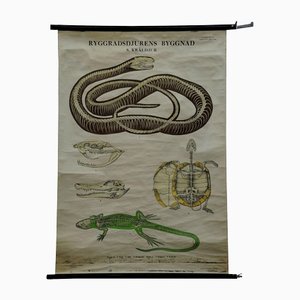 Tableau Mural Déroulant Squelette de Reptiles Serpent Lézard Tortue Crocodile Vintage