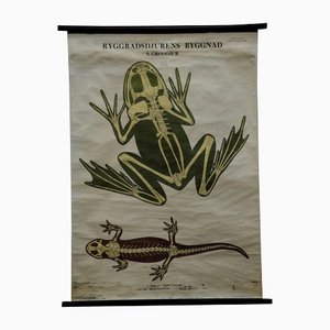 Vintage schwedische Skelette Anatomie von Amphibien Pull-Down Lehrtafel