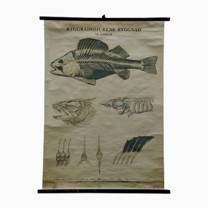 Schwedische Vintage Schwarz-Weißes Skelett eines Fisches Rollbare Lehrtafel
