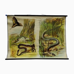 Vintage Adder / Ringelnatter Wandtafel zum herunterziehen