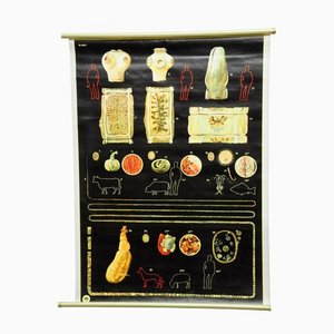 Cuadro de pared abatible médico vintage del parásito de la tenia