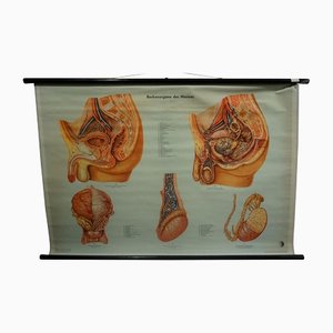 Vintage Male Pelvic Organs Medical Poster Pull Down Wall Chart