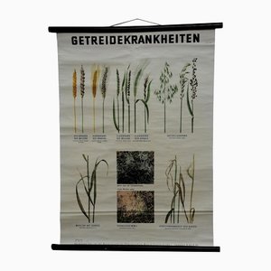 Vintage botanische Poster von Pflanzenkrankheiten ziehen Wandkarte herunter
