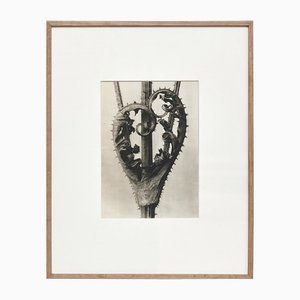 Karl Blossfeldt, Black & White Flower, 1942, Fotograbado