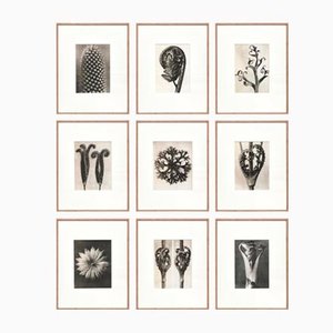 Karl Blossfeldt, Flores blanco y negro, 1942, Aguafuertes, enmarcado, Juego de 9