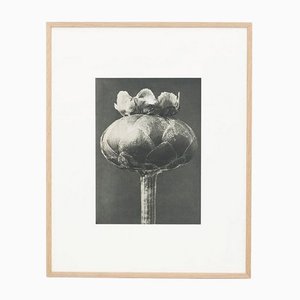 Karl Blossfeldt, Black & White Flower, 1942, Heliogravüre