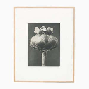 Karl Blossfeldt, Fiore bianco e nero, 1942