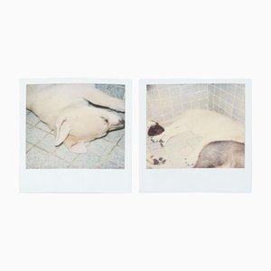 Miquel Arnal, Polaroid Photographs, 2er Set