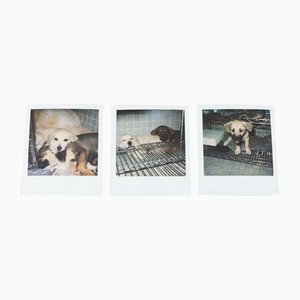 Photographies Polaroid Miquel Arnal, Set de 3