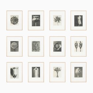 Karl Blossfeldt, 1942, Botanische Fotografien, 12er Set