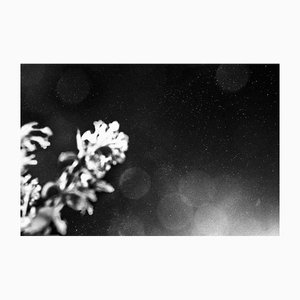 Serena Zeppilli, Taitn_Moonlight_2019, Original Photograph