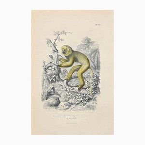 Paul Gervais, Diademed Sifaka, Lithographie Originale, 1854