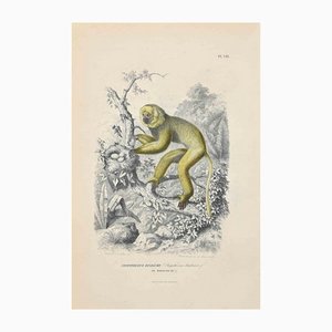 Paul Gervais, Diademed Sifaka, Original Lithographie, 1854