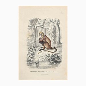 Paul Gervais, Semnopitheque De Dussumier, Original Lithograph, 1854