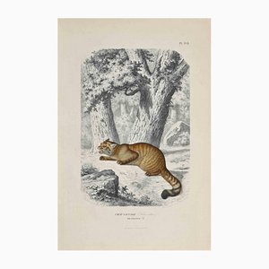Paul Gervais, The Savage Cat of France, Original Lithographie, 1854