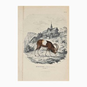 Lithographie Originale Paul Gervais, Mouflon Musmon, 1854