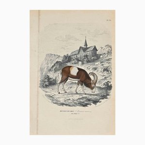 Paul Gervais, Mouflon Musmon, Litografía original, 1854