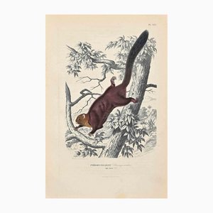 Paul Gervais, The Squirrel, Litografía original, 1854