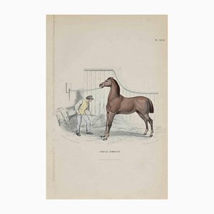 Lithographie Originale Paul Gervais, Cheval Limousin, 1854