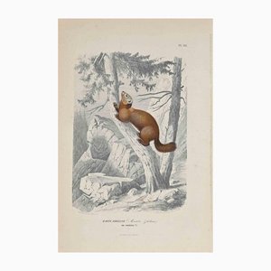Paul Gervais, The Squirrel, Litografía original, 1854