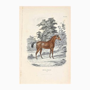 Paul Gervais, Cavallo inglese, Litografia originale, 1854
