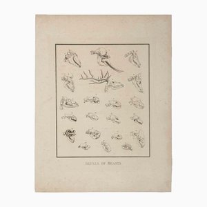 Thomas Holloway, calaveras de bestias, aguafuerte, 1810