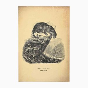 Paul Gervais, Jaguar, Litografía original, 1854