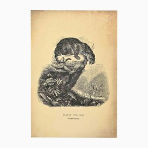 Paul Gervais, Jaguar, Original Lithographie, 1854