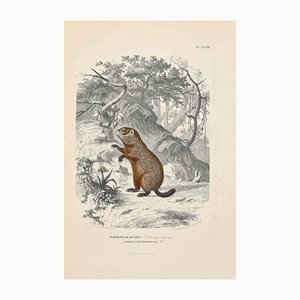 Paul Gervais, Marmot of Quebec, Original Lithographie, 1854