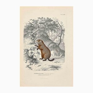 Paul Gervais, Marmotte de Québec, Lithographie Originale, 1854