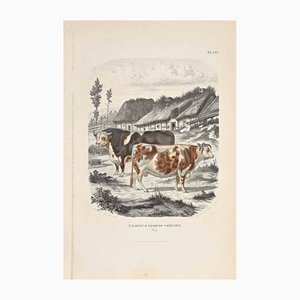 Lithographie Originale Paul Gervais, Les Vaches, 1854