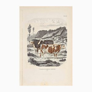 Paul Gervais, The Cows, Original Lithograph, 1854