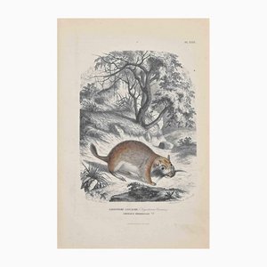 Paul Gervais, Viscacha, Lithograph, 1854