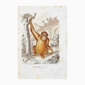 Paul Gervais, Orang Bicolore, Litografía original, 1854