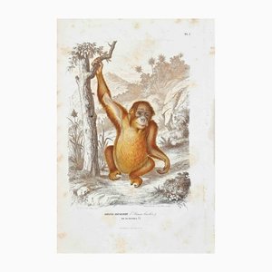 Paul Gervais, Orang Bicolore, Litografia originale, 1854