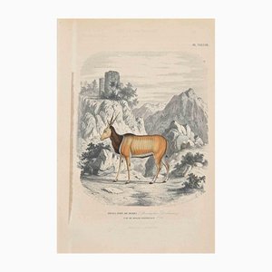 Paul Gervais, Borselo De Derby, Original Lithographie, 1854