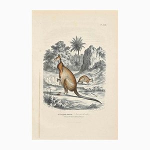 Paul Gervais, Kangaroo Dorsal, Litografía original, 1854