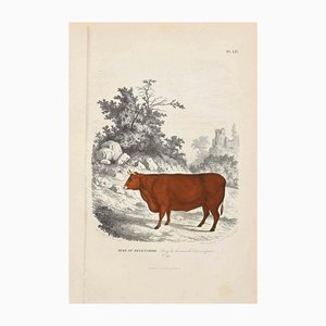 Lithographie Originale Paul Gervais, La Vache, 1854